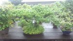 160722_100618.jpg